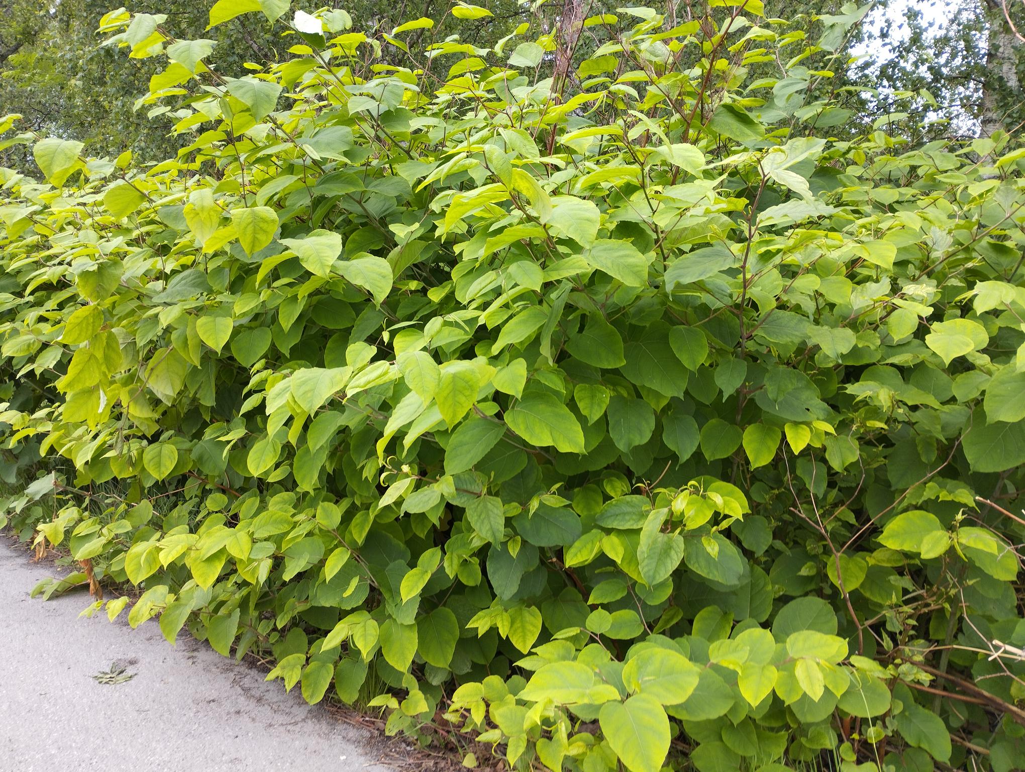 Parkslide sprider sig