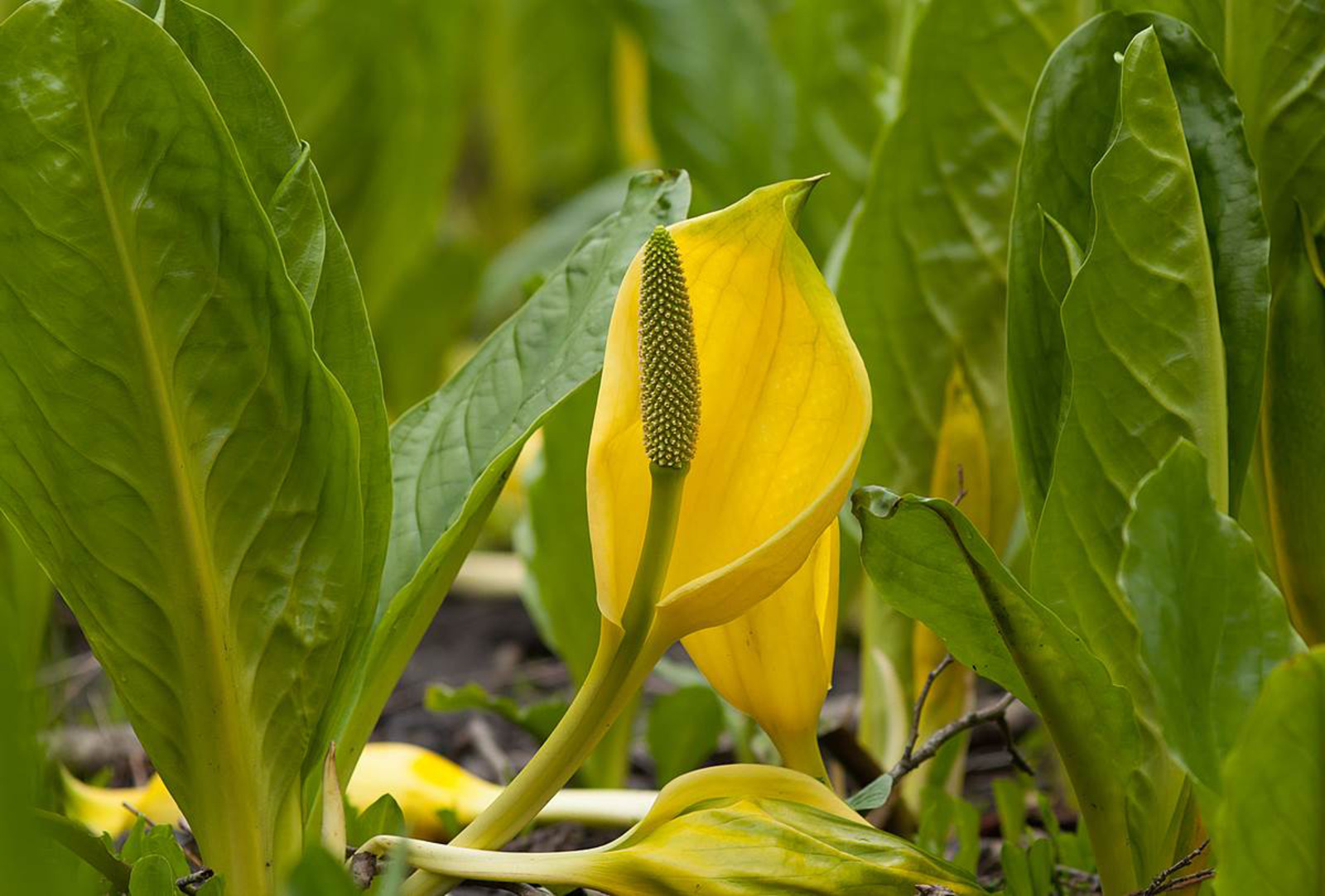 Hantering av förorenade jordmassor