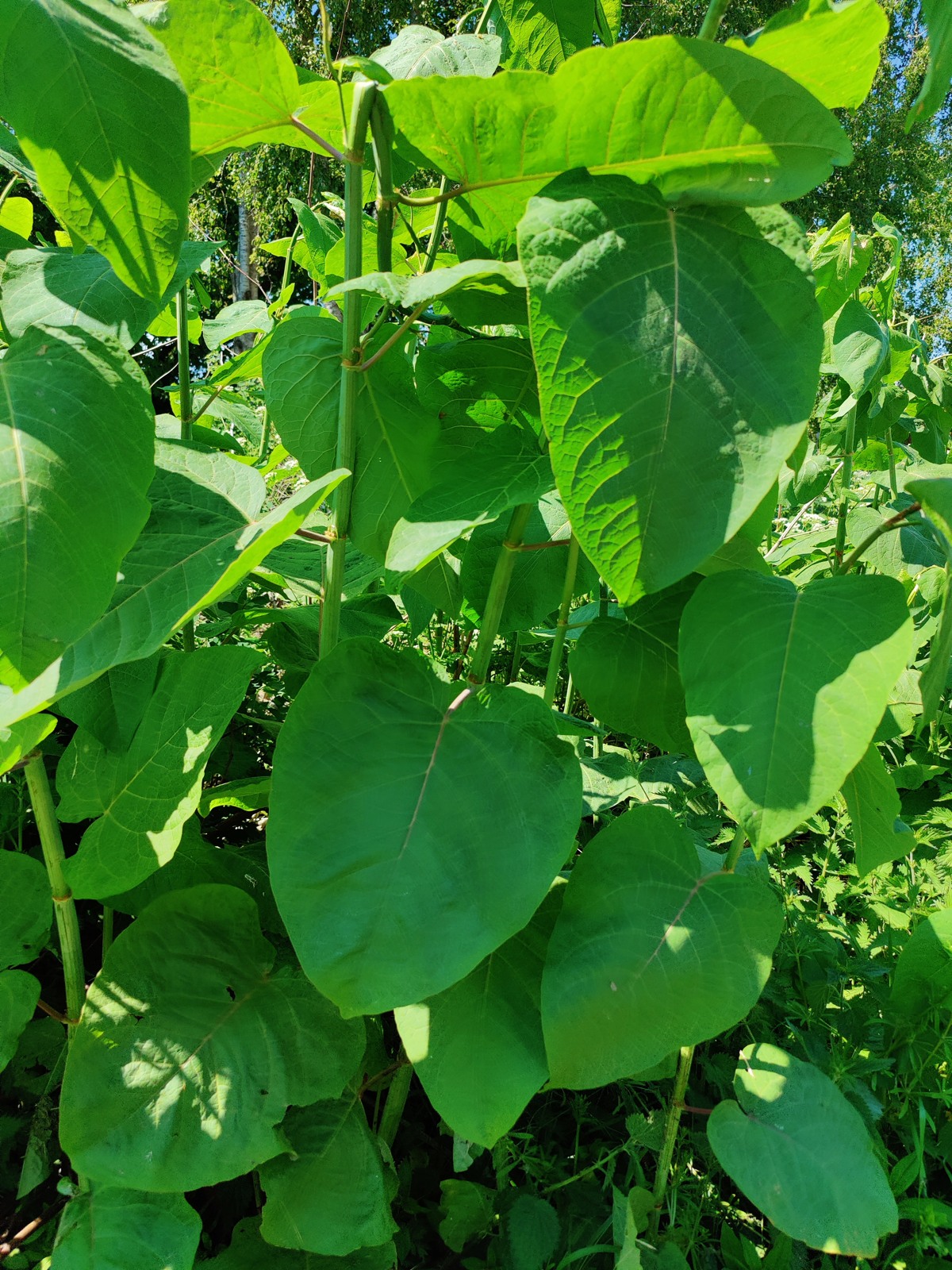 Grävning och bortschaktning