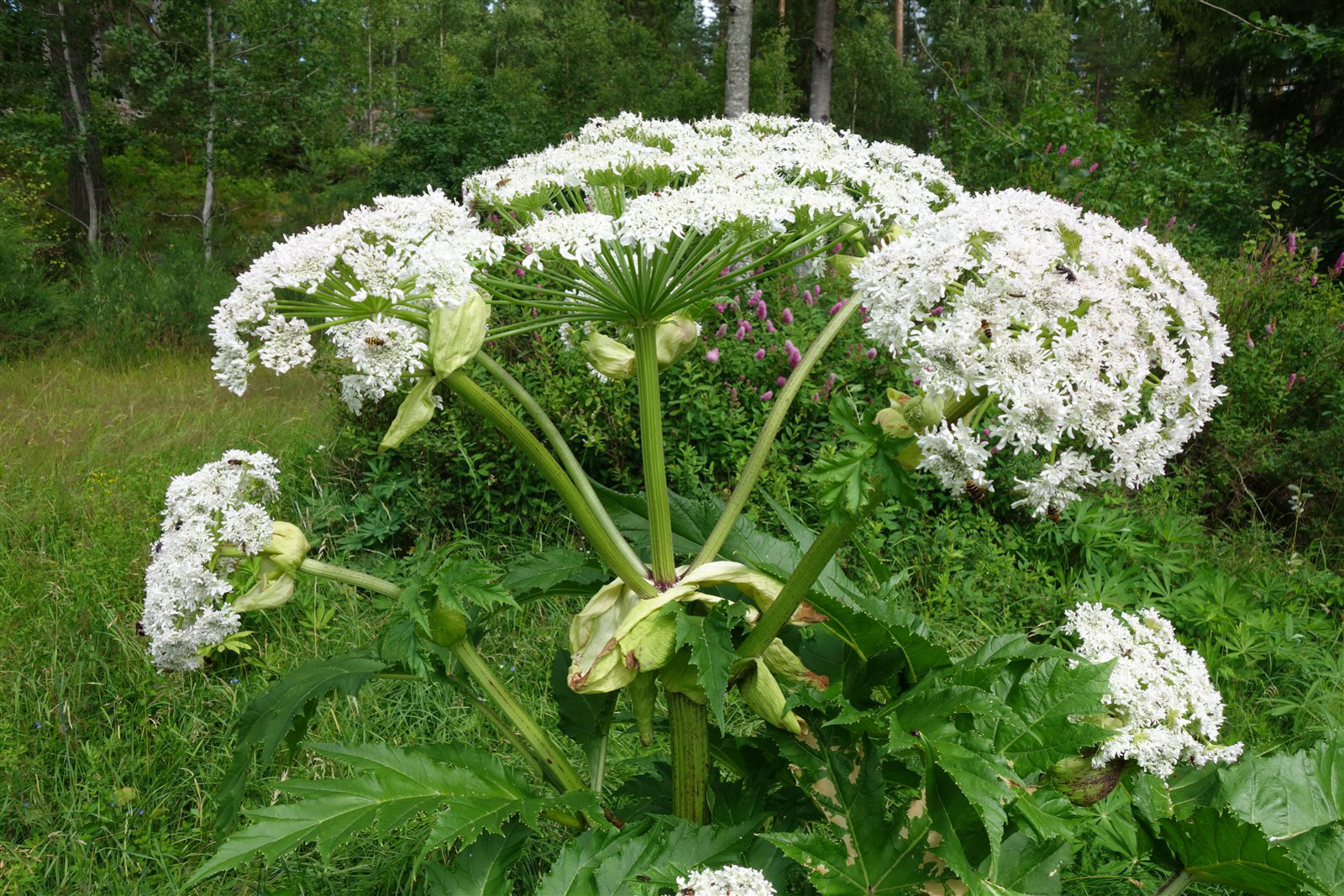 EU-förordningen om invasiva arter