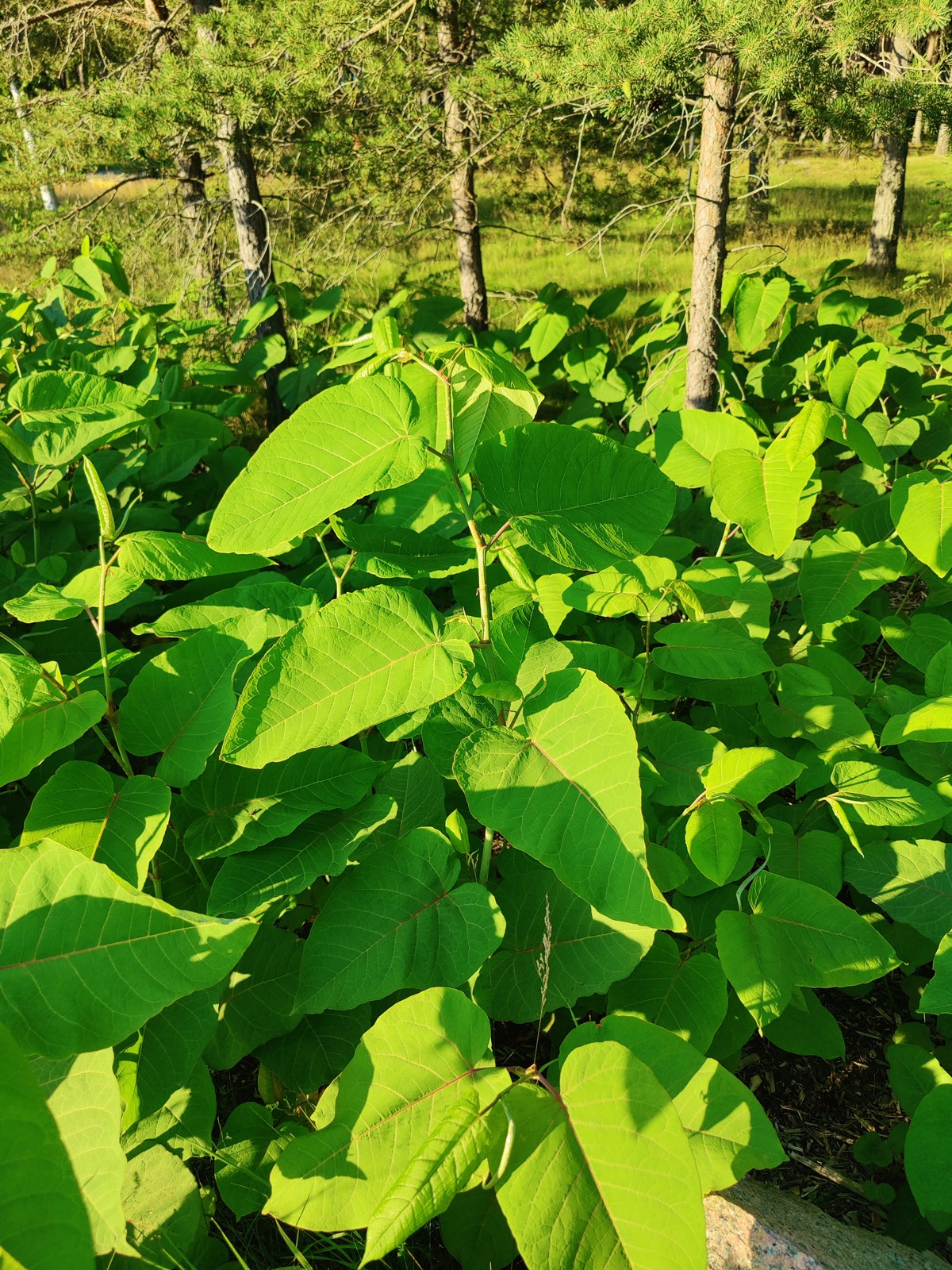 Hur känner man igen parkslide?
