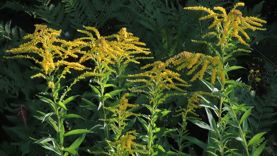 Vanliga myter om parkslide